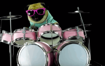 gif of pug playing drums