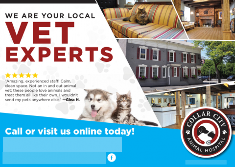 Collar City Animal Hospital