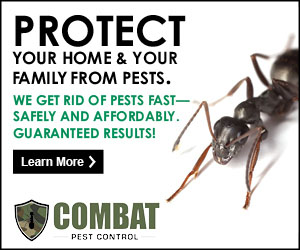 Successful Pest Control Google Ad