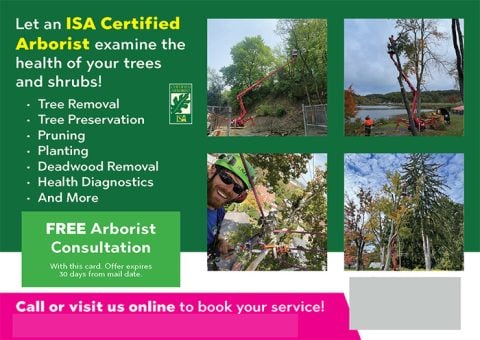 Elevated Tree Care PGH