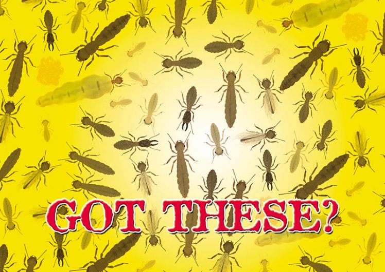 10 Brilliant Pest Control Direct Mail Postcard Advertising Examples